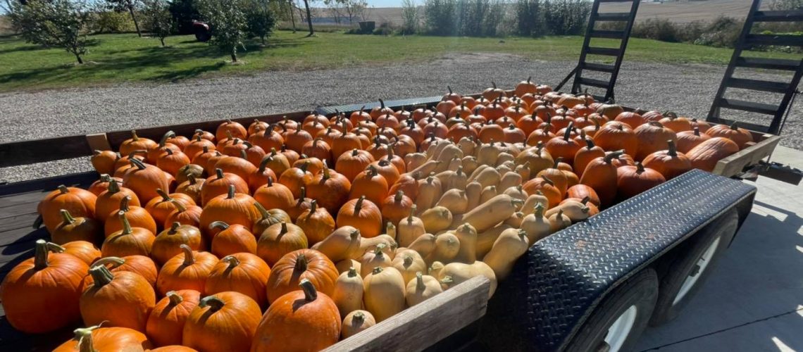 Lots-of-Pumpkins